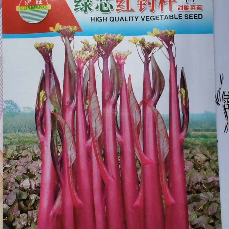 菜苔种子绿心红钓杆早熟绿心苔粗鲜红色脆甜品质好