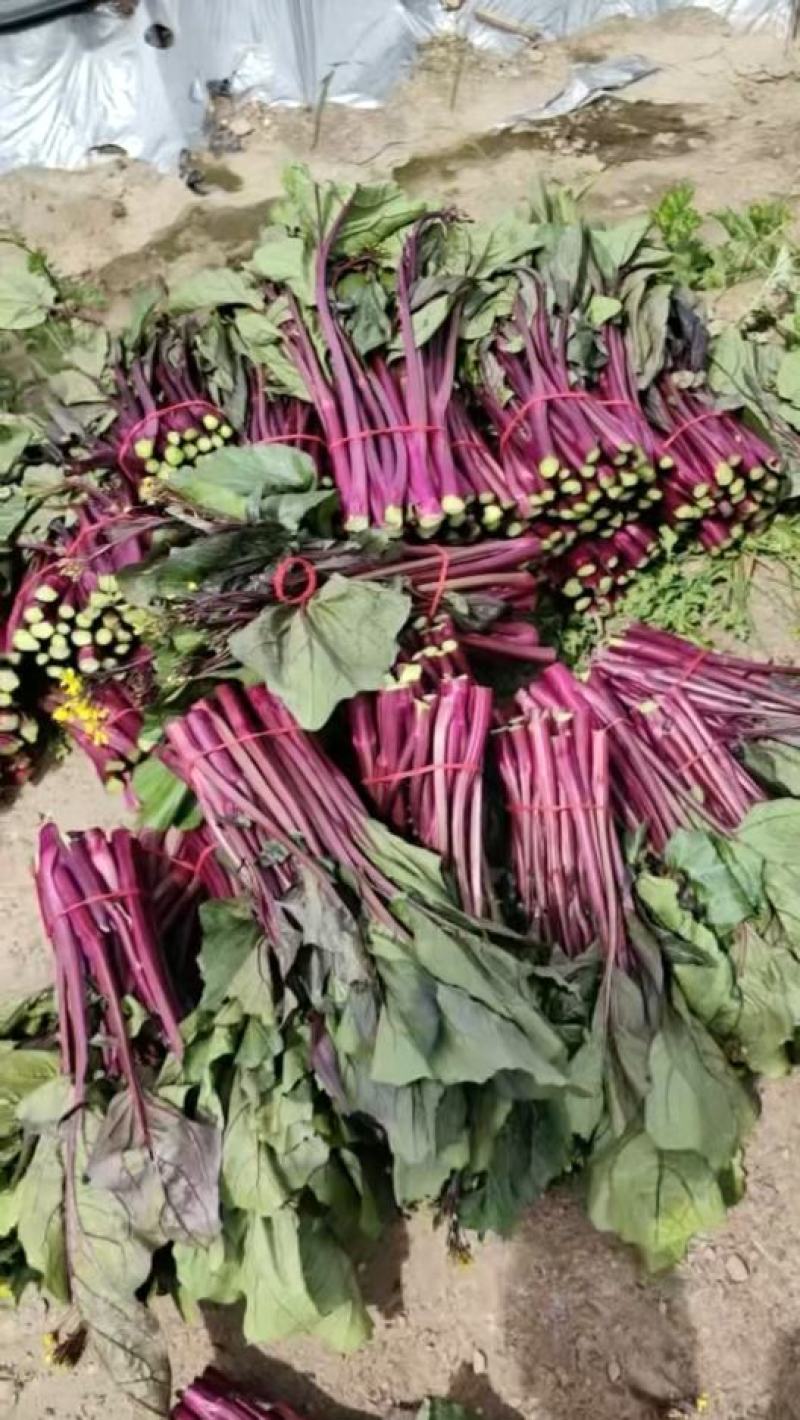 菜苔种子绿心红钓杆早熟绿心苔粗鲜红色脆甜品质好