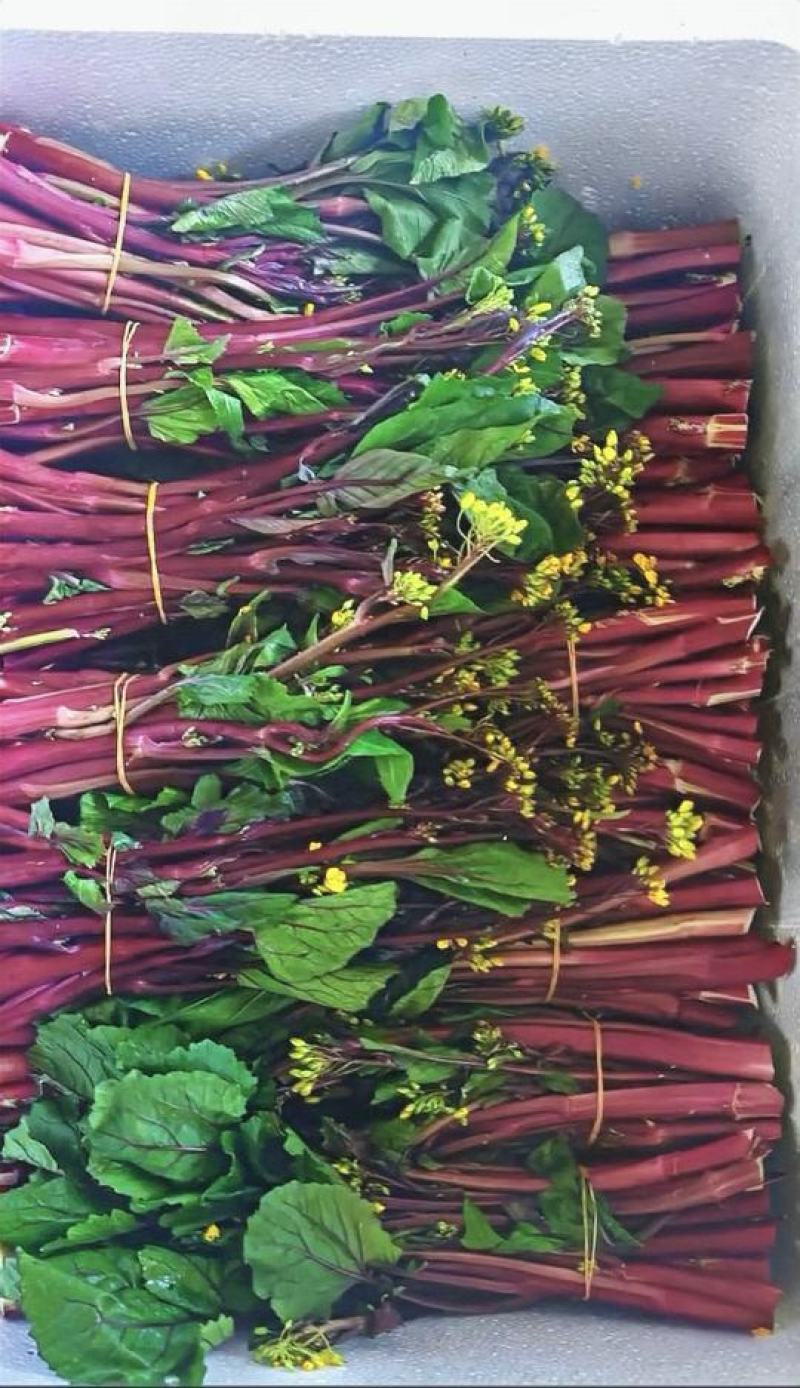 菜苔种子绿心红钓杆早熟绿心苔粗鲜红色脆甜品质好