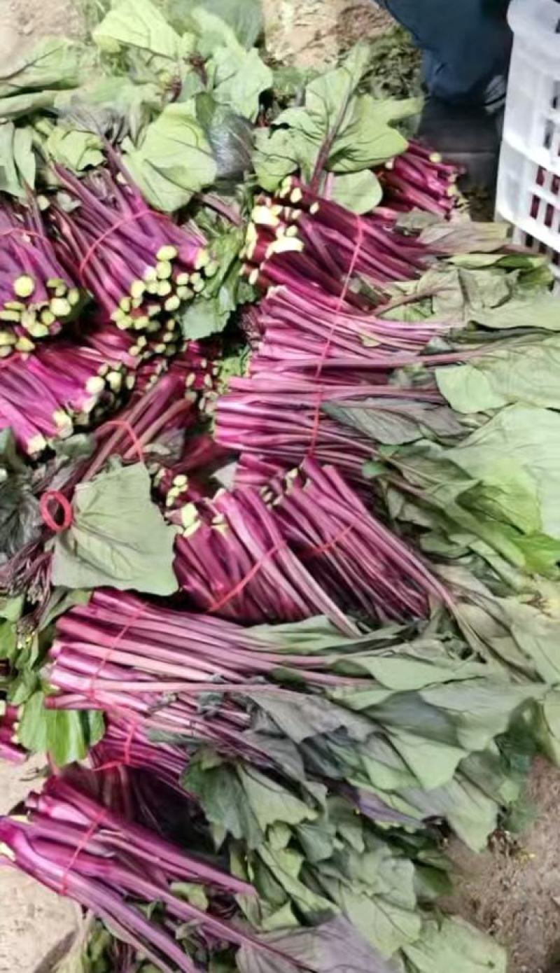 菜苔种子绿心红钓杆早熟绿心苔粗鲜红色脆甜品质好