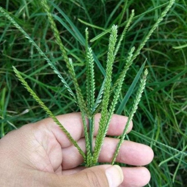 野生牛筋草自然晒干