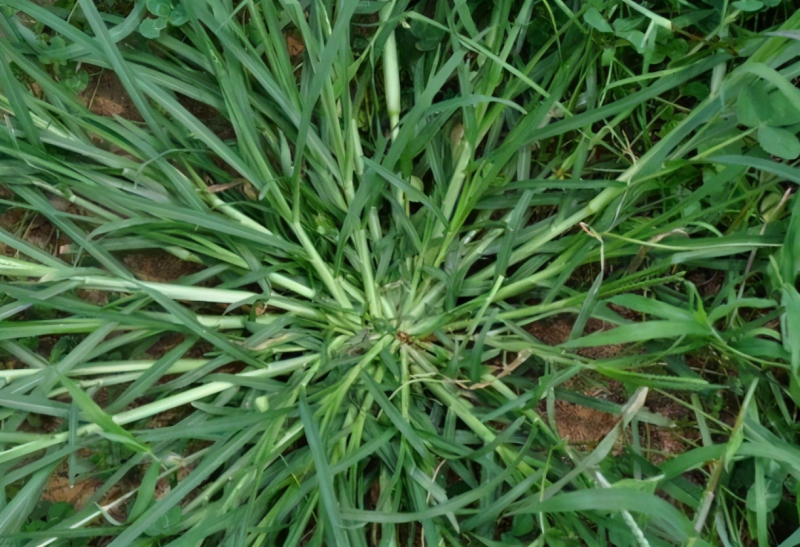 野生牛筋草自然晒干