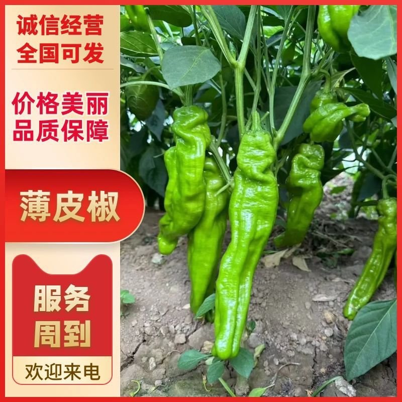 新鲜薄皮椒，线椒，螺丝椒一手货源，对接平台电话，大量走货
