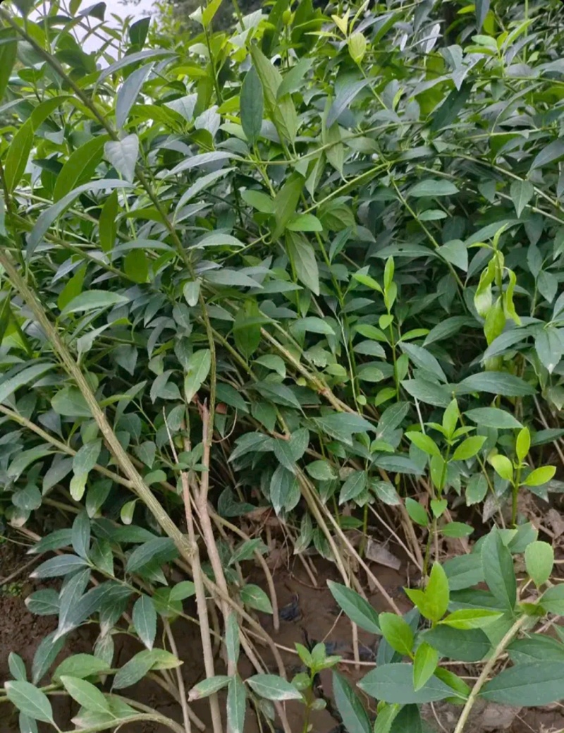 连翘树连翘苗产地直供营养钵杯苗各种规格量大从优