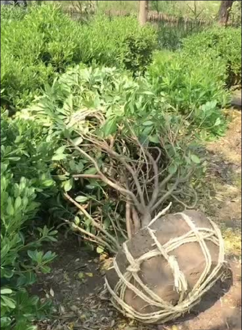 海桐海桐苗海桐球营养钵杯苗基地大量供应各种规格
