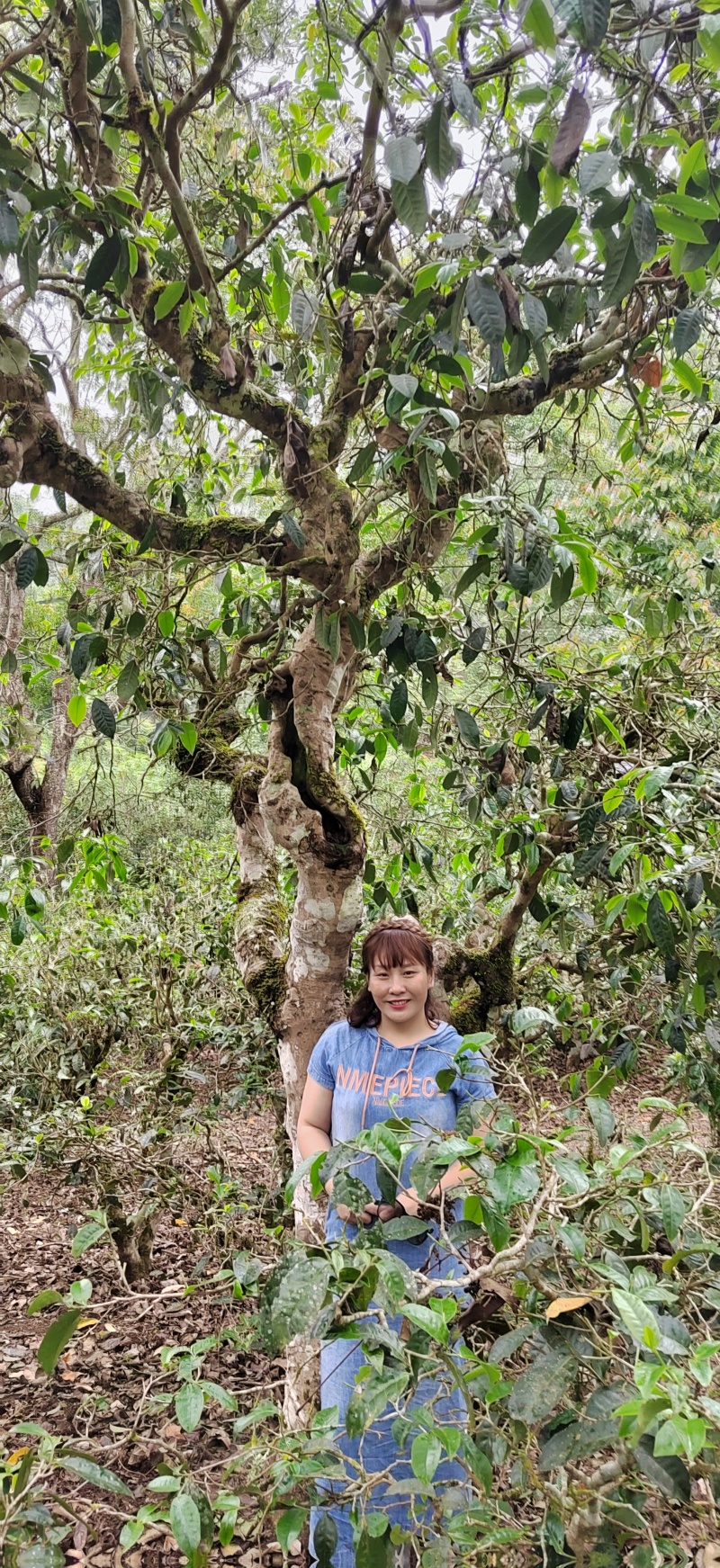 普洱茶景迈357克饼茶2019年口感香甜