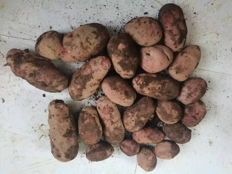 红皮土豆大量上市品质保证产地直发诚信经营欢迎咨询