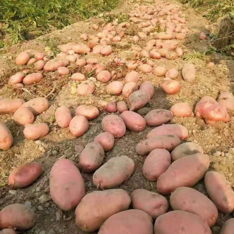 红皮土豆大量上市品质保证产地直发诚信经营欢迎咨询