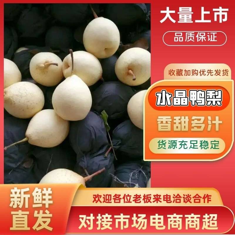 水晶鸭梨出口超市批发市场大量有货产地代收代存