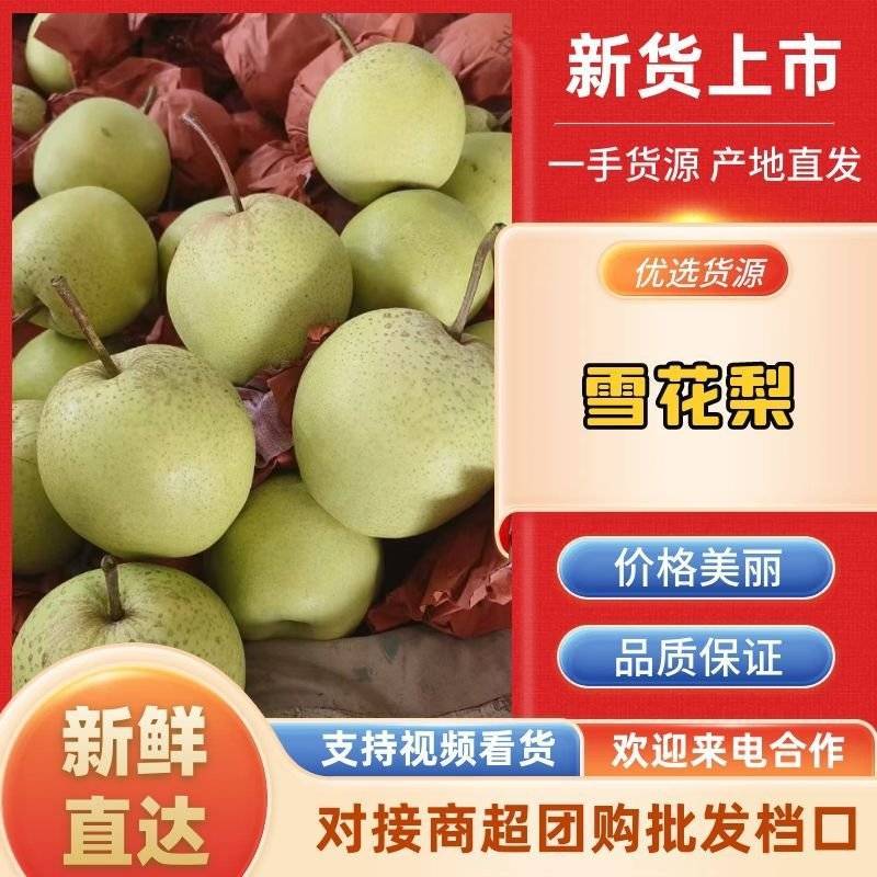 雪花梨罐头梨赵县产地量大四季有货质优价廉