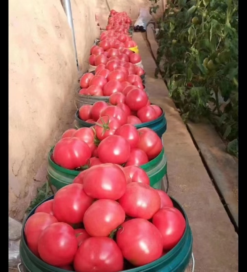 硬粉西红柿大量上市个头大品质好视频看货产地直发