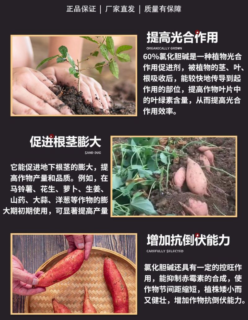 洋大哥60%氯化胆碱甘薯调节生长块茎膨大增产植物生长调节