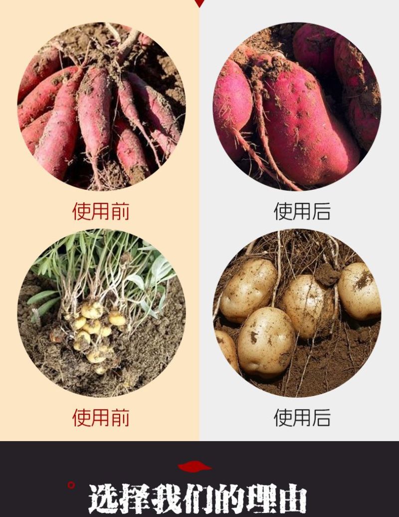 洋大哥60%氯化胆碱甘薯调节生长块茎膨大增产植物生长调节