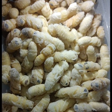 野生土蜂蛹
