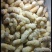 野生土蜂蛹