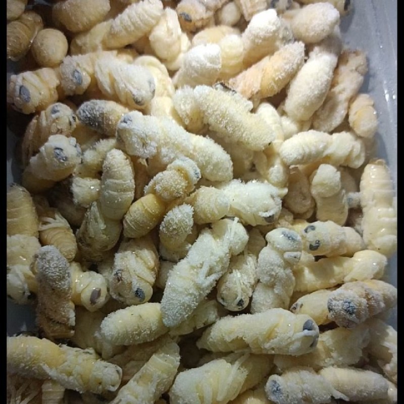 野生土蜂蛹