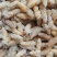 野生土蜂蛹