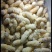 野生土蜂蛹