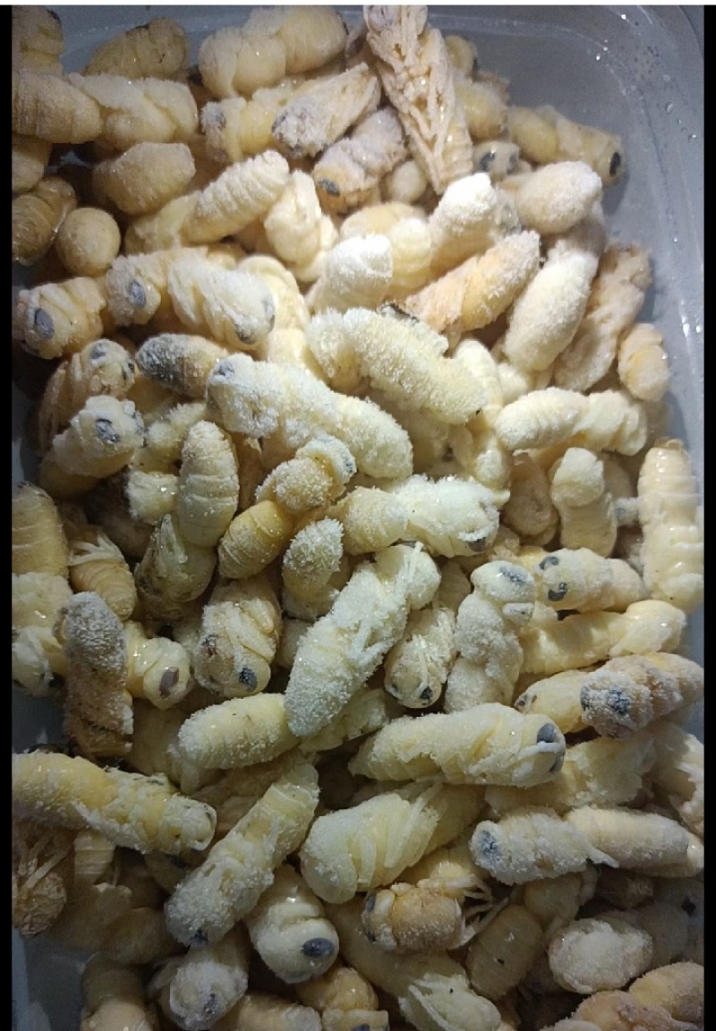 野生土蜂蛹