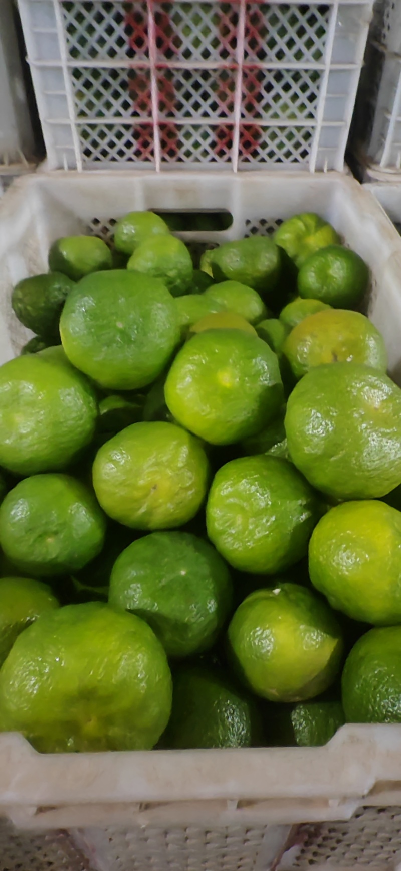 不知火，丑八怪大量供应，一手货源对接电商，市场。