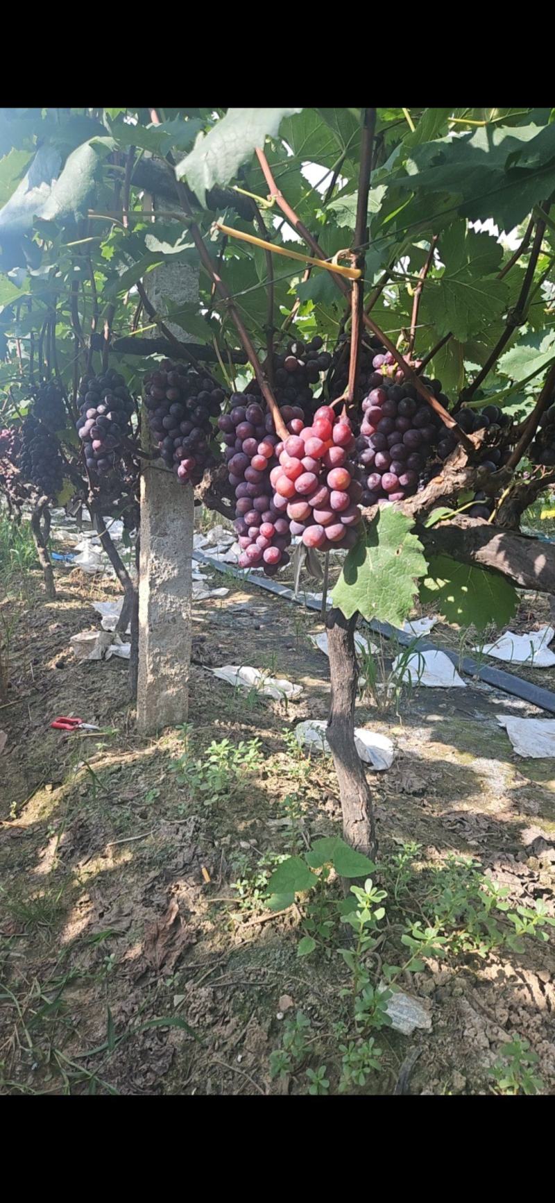 户太八号夏黑飓风大量上市