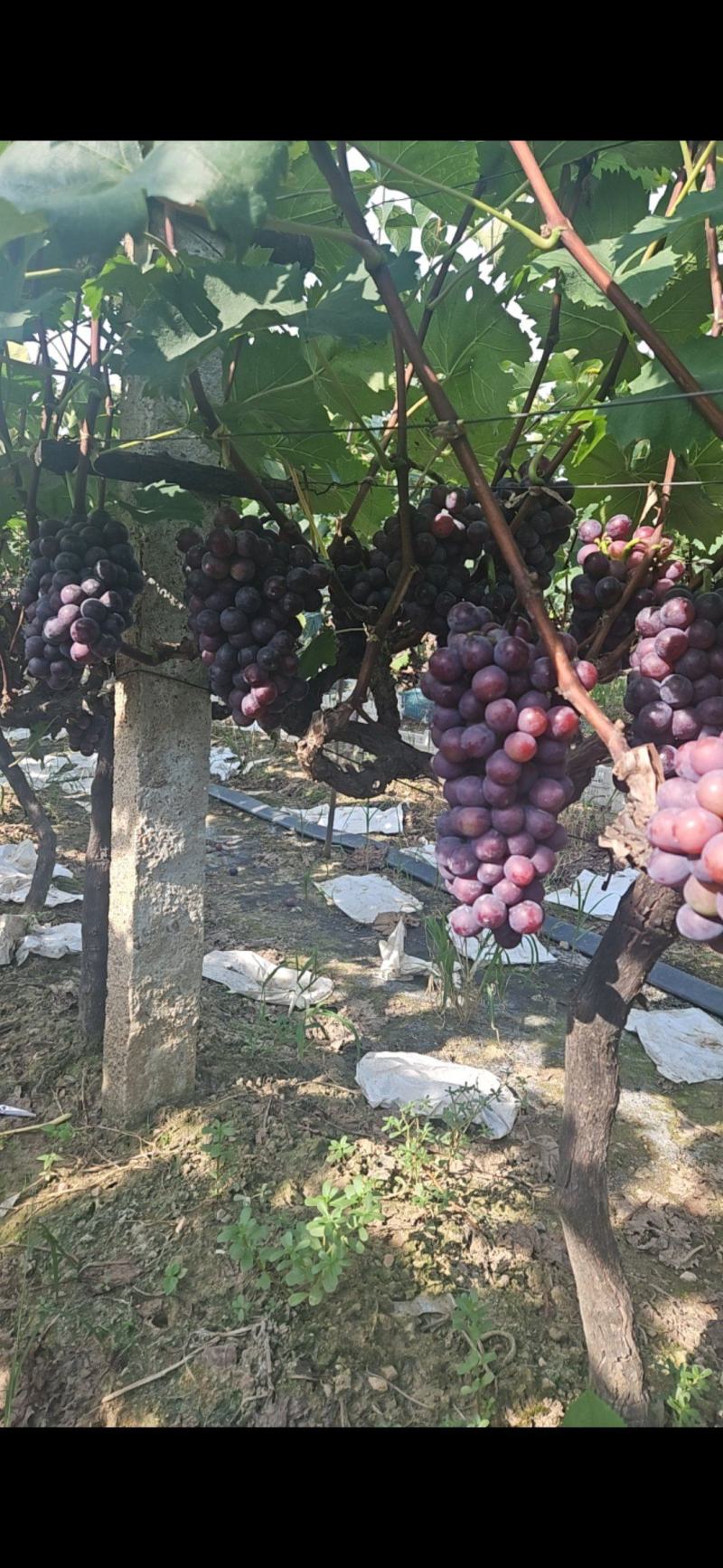 户太八号夏黑飓风大量上市