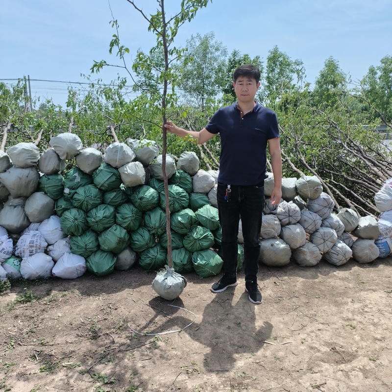 出售1-3公分冬枣苗