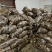 山东牛奶芋头现摘现发一手货源品质保证欢迎咨询！