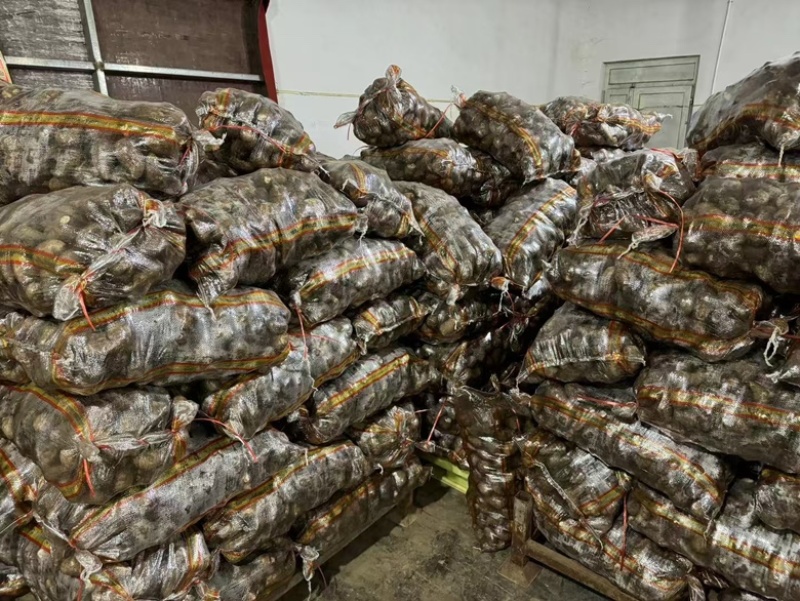 山东牛奶芋头现摘现发一手货源品质保证欢迎咨询！