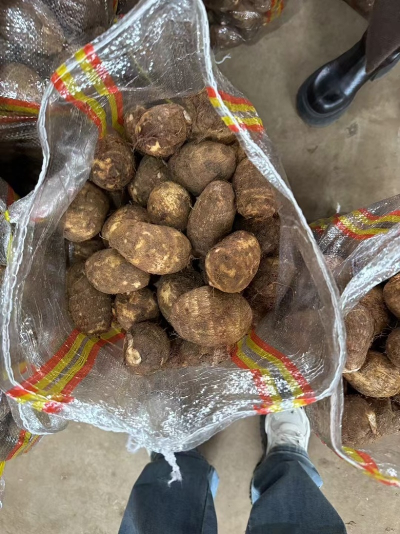 山东牛奶芋头现摘现发一手货源品质保证欢迎咨询！