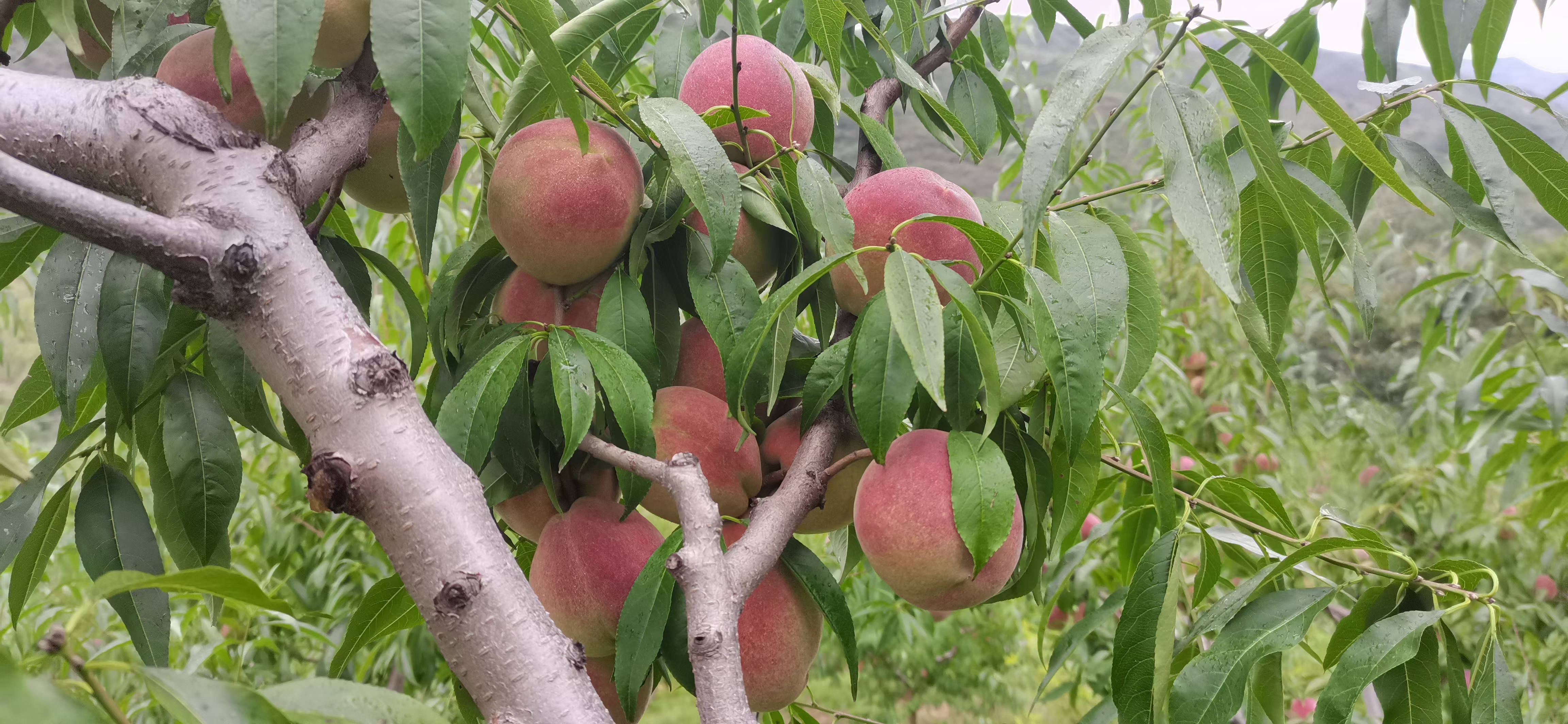 新鲜水蜜桃特写