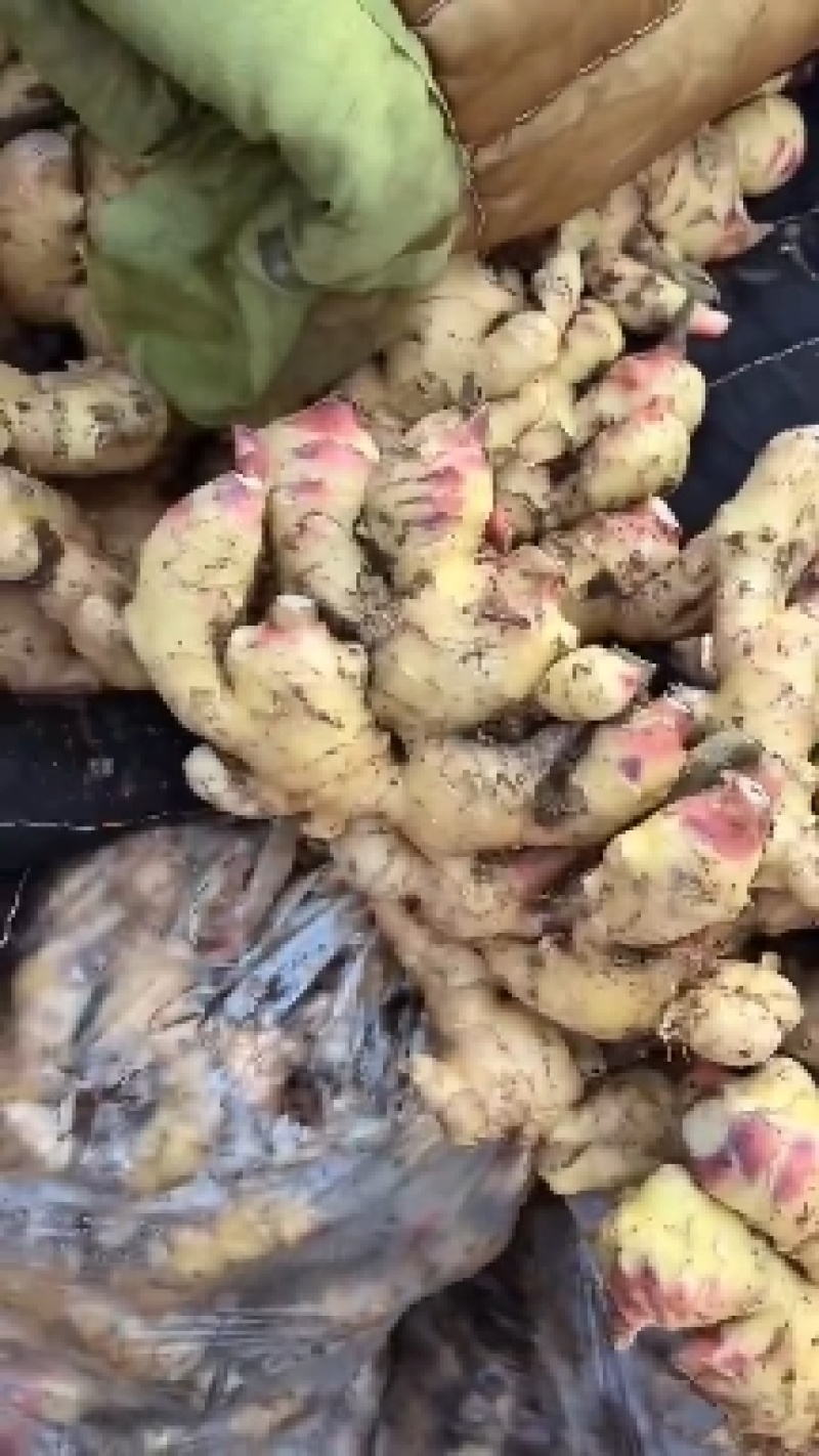 大黄姜3两以上带土