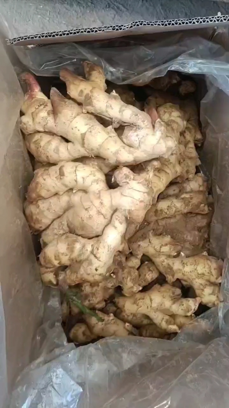 大黄姜3两以上带土