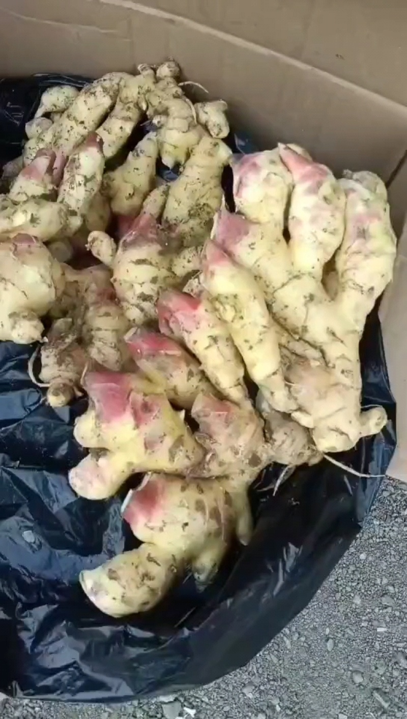 大黄姜3两以上带土