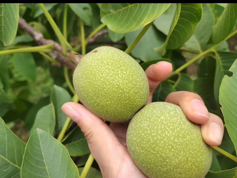 青皮核桃果皮特写,显示其青绿色外皮和未成熟状态 青皮核桃果皮特写