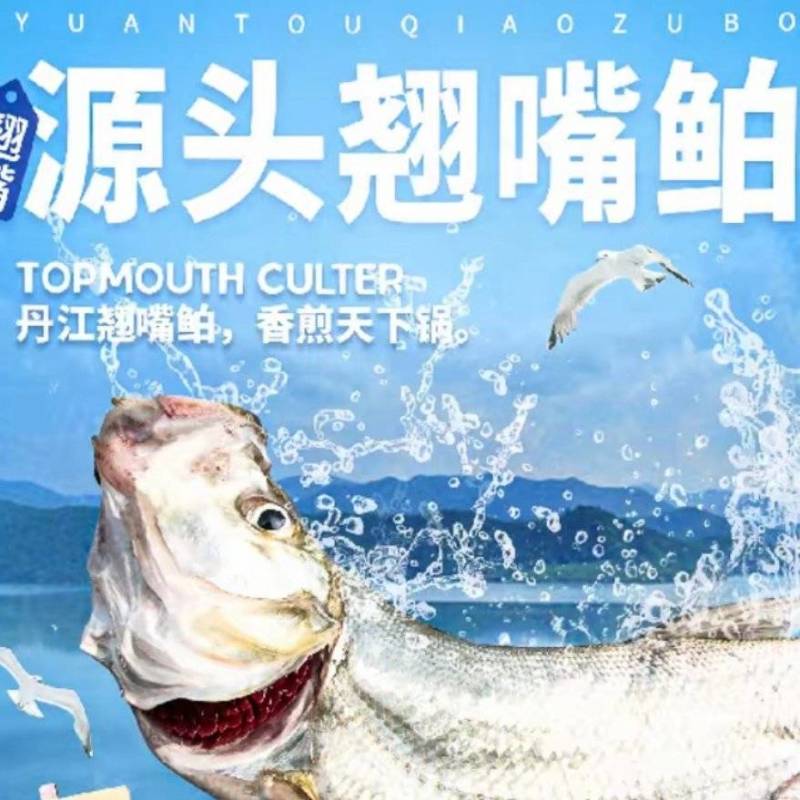 丹江口翘嘴鱼人放天养活鱼到家基地直供品质保证全国发货