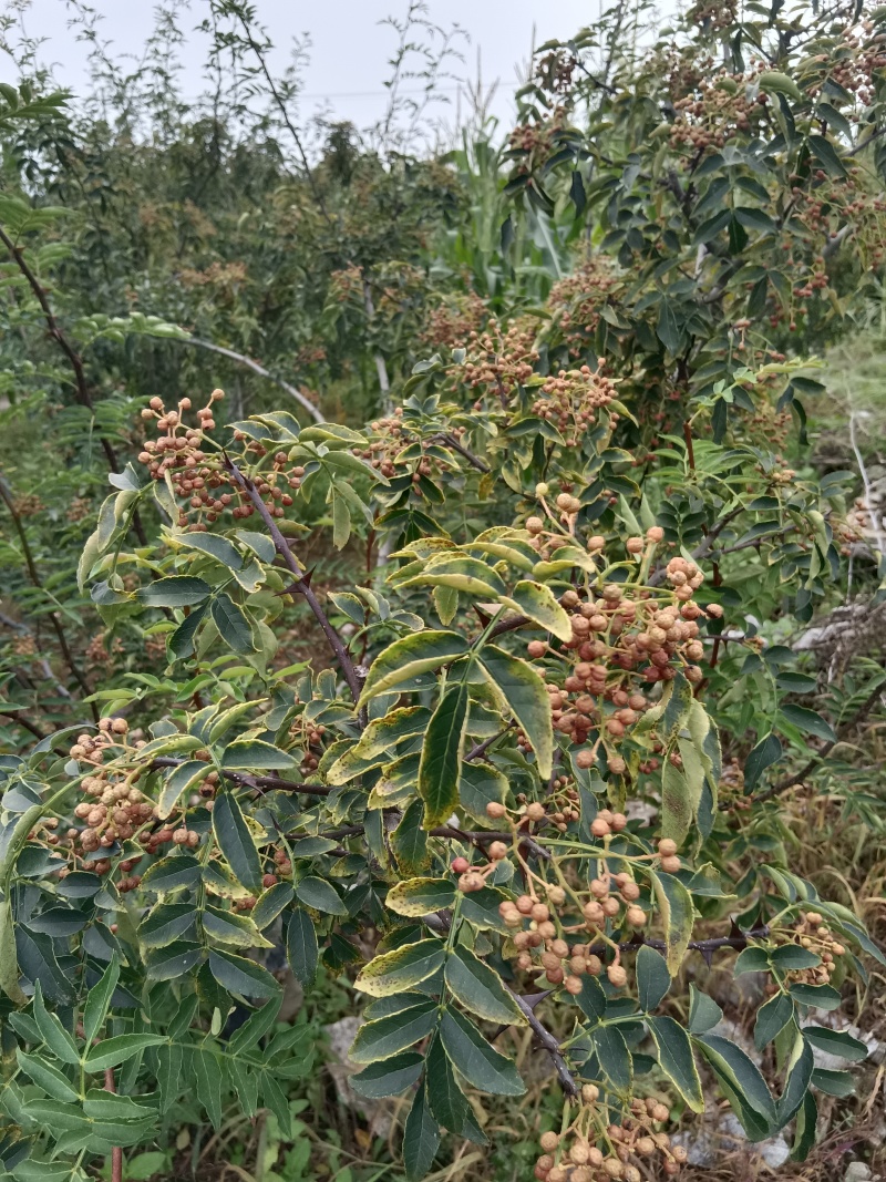 鲜花椒