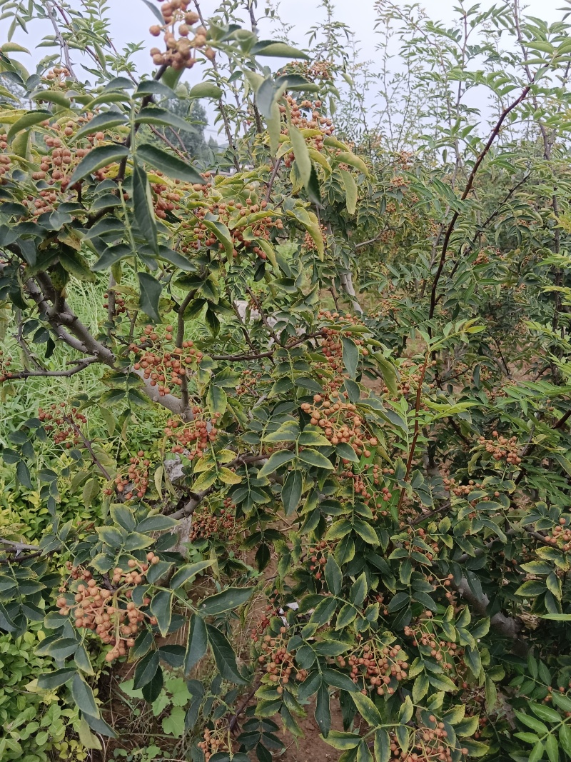 鲜花椒