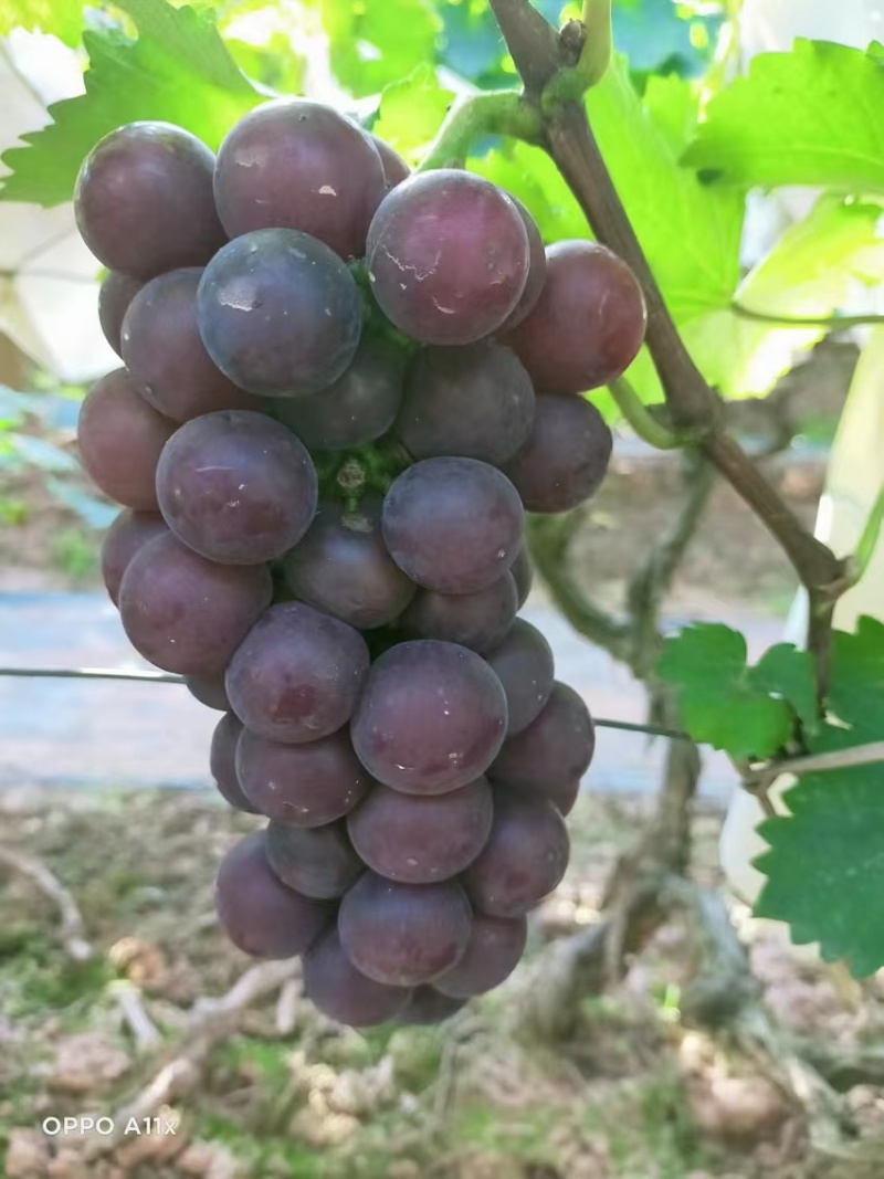 葡萄《巨峰葡萄》广西葡萄/自家种植/价格便宜/欢迎来电