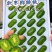 宝鸡虢王软枣猕猴桃中药有机肥种植甘甜爽口园主直发