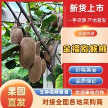 金福猕猴桃徐香翠香大量供应，规格齐全，现摘现发可视频看货