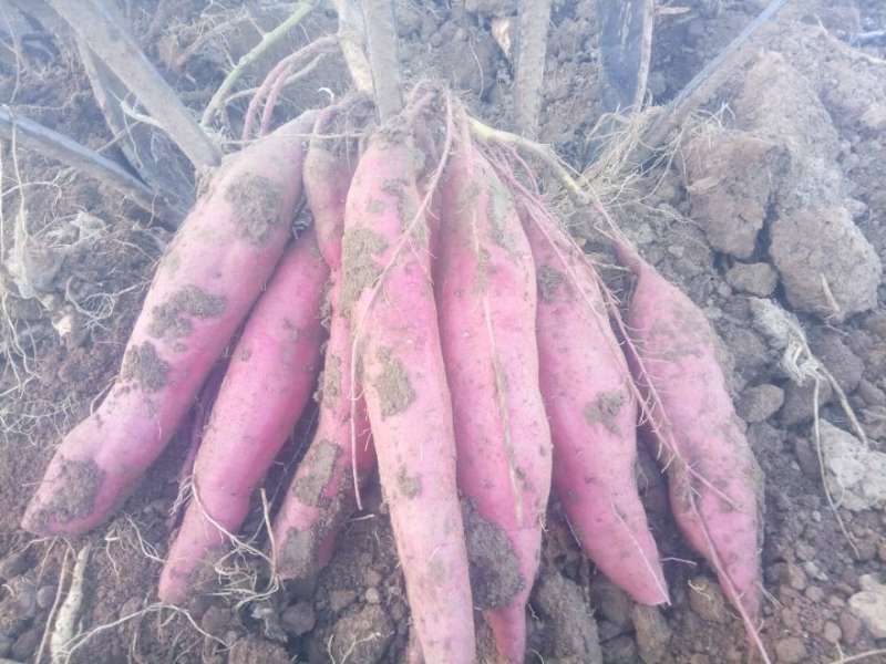 “推荐”宝鸡虢王板栗红薯产地现挖现装农家地头挑装货