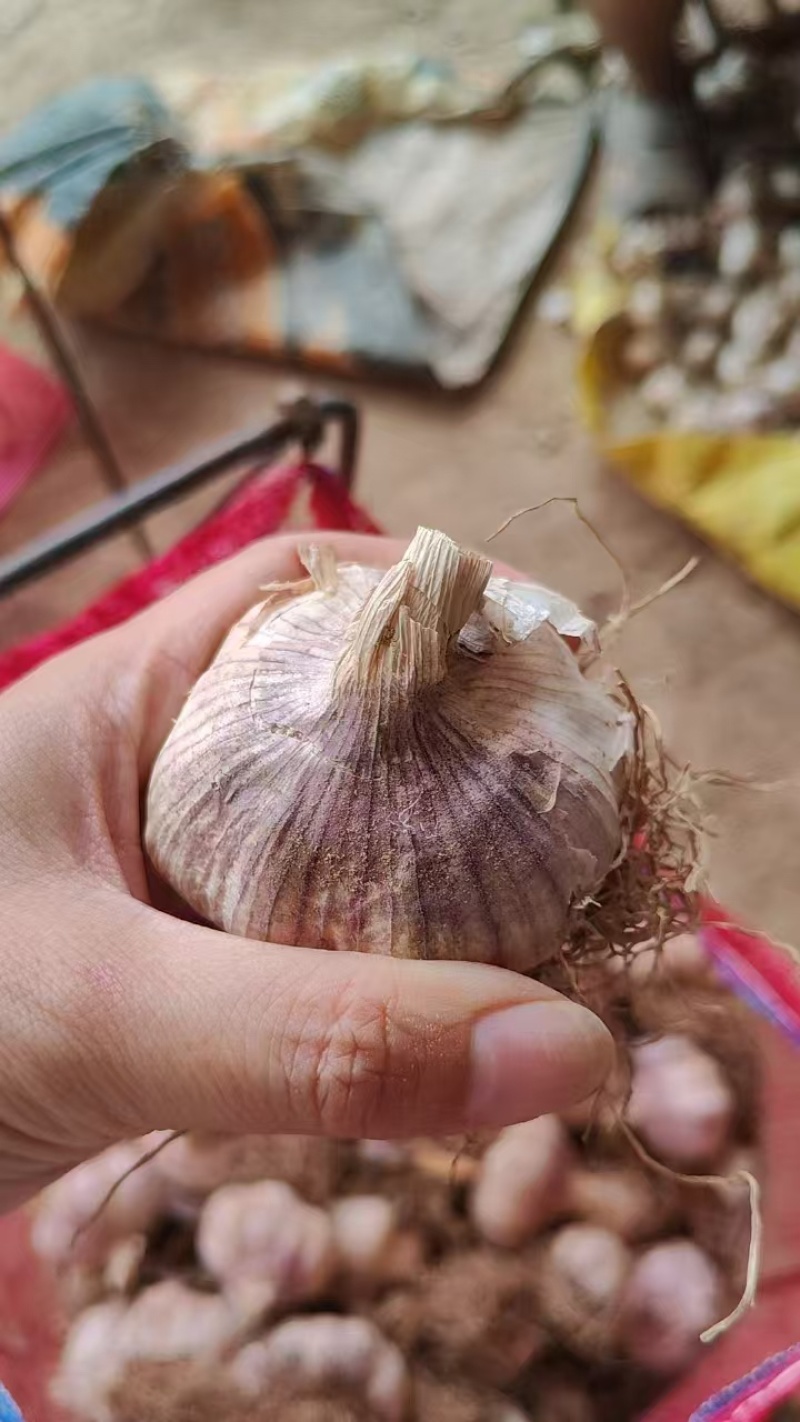 临清辫子蒜种大量有货量大从优欢迎咨询