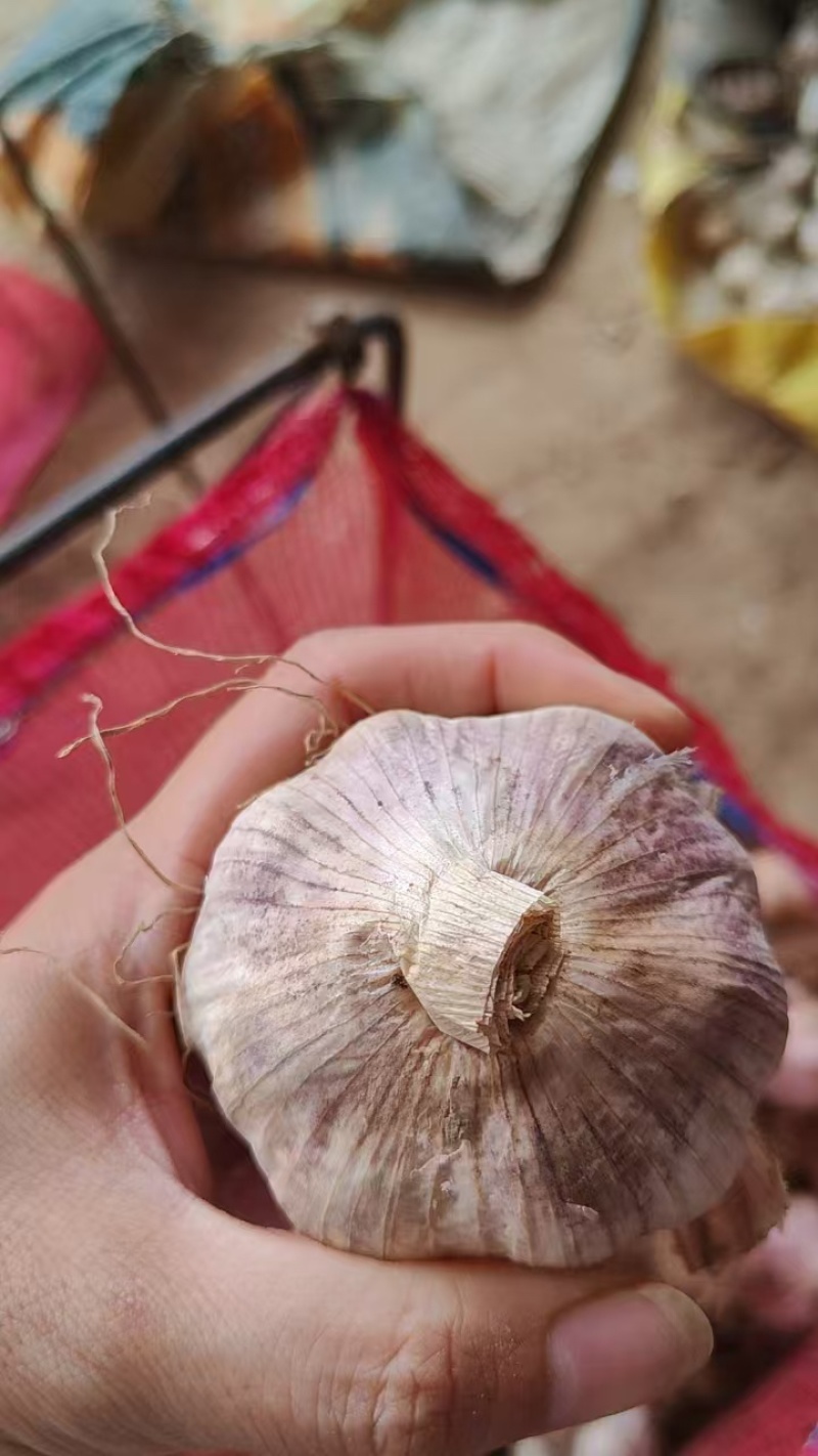 临清辫子蒜种大量有货量大从优欢迎咨询
