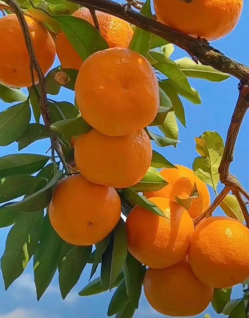 水库柑桔特早蜜橘皮薄肉厚汁水多细腻无渣看园订货