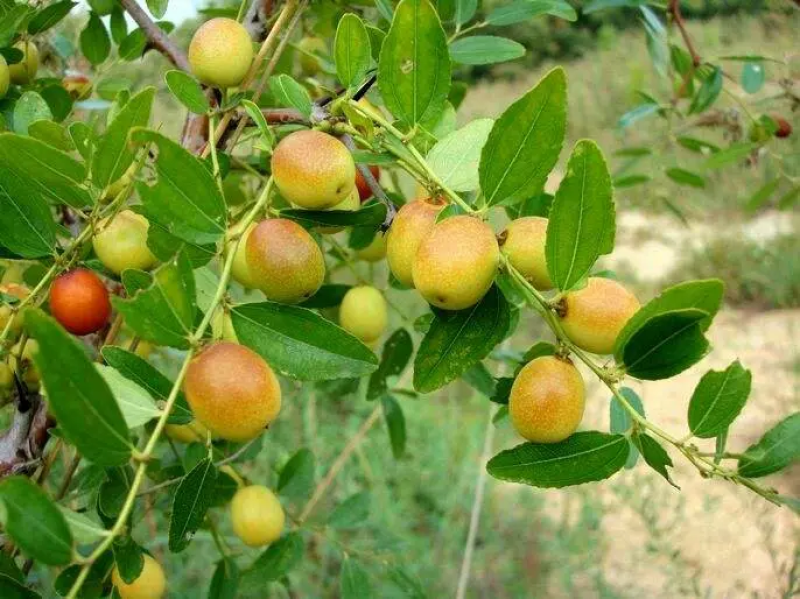 野酸枣