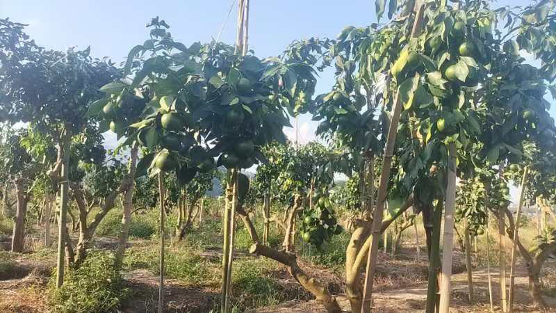 爱媛38号果冻橙电商批商商货源欢迎视频看货