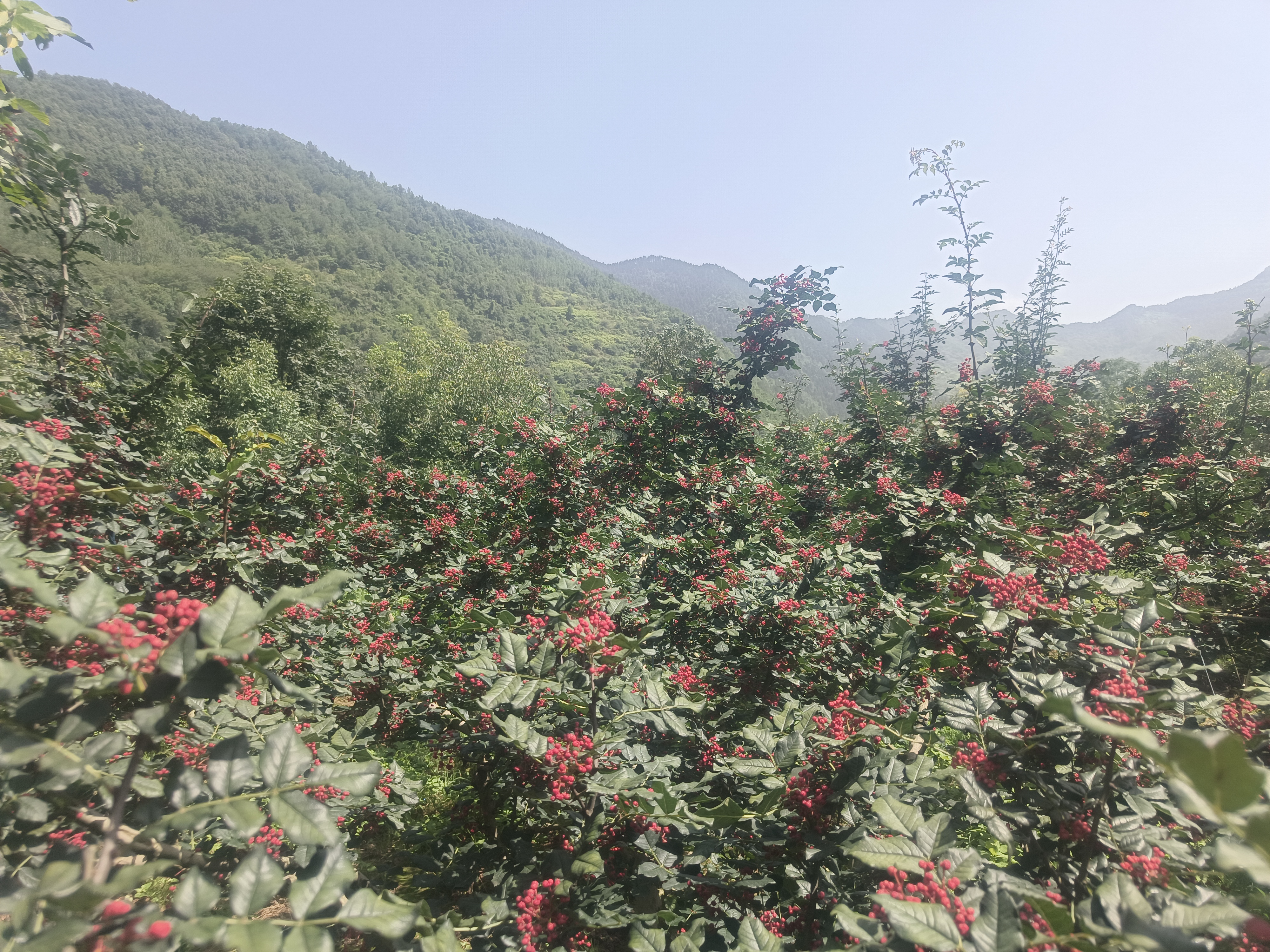 汉源花椒采摘场景