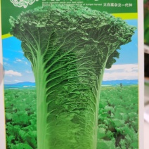甜脆青65甜翠青青麻叶类型白菜绍菜