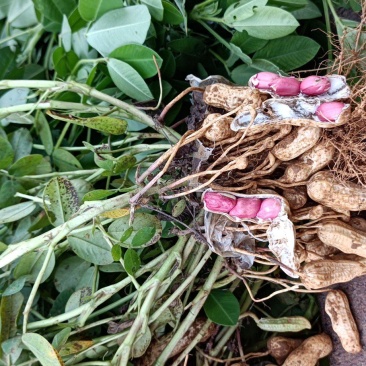 鲜花生大量上市价格便宜，许要的速度